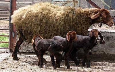 همزمان سازی دام