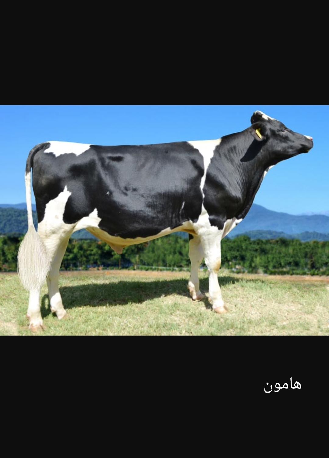 اسپرم گاو هامون