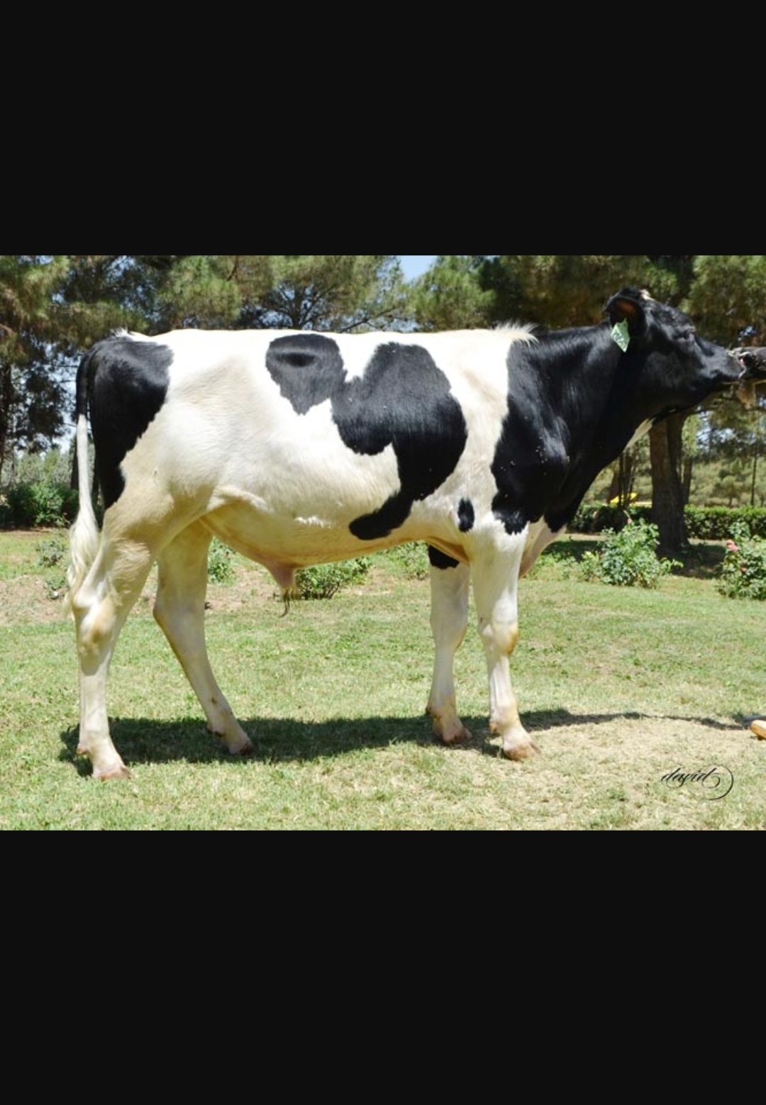 اسپرم گاو کیان