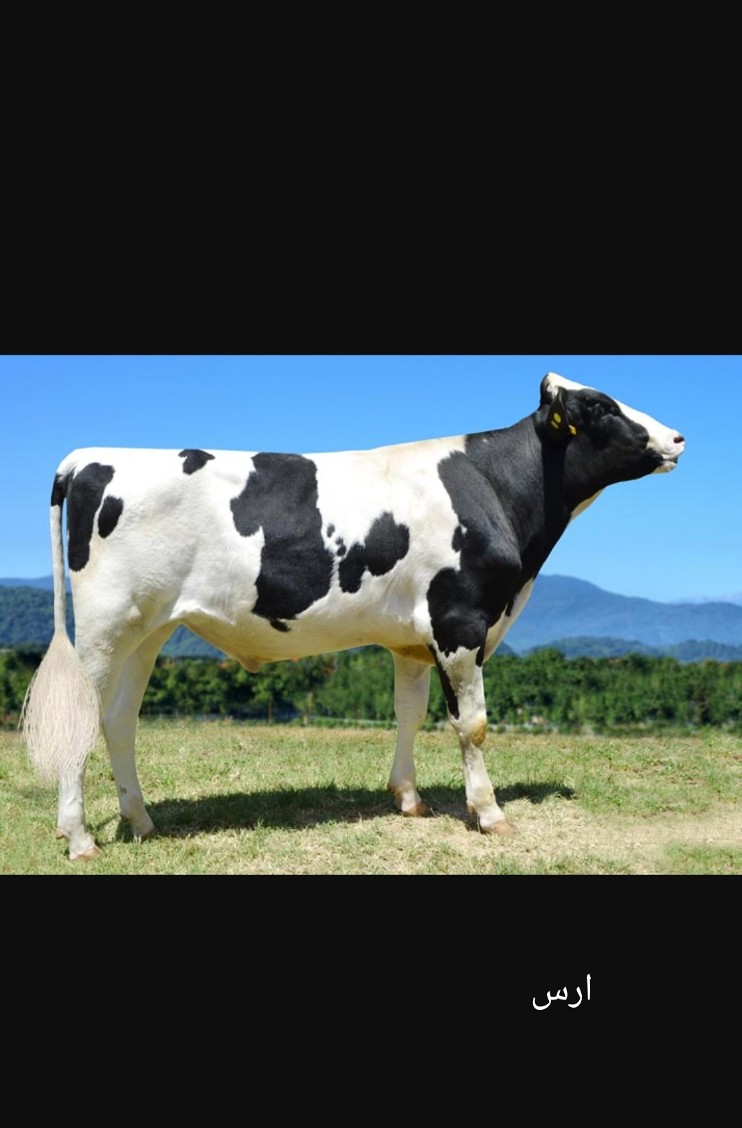 اسپرم گاو ارس